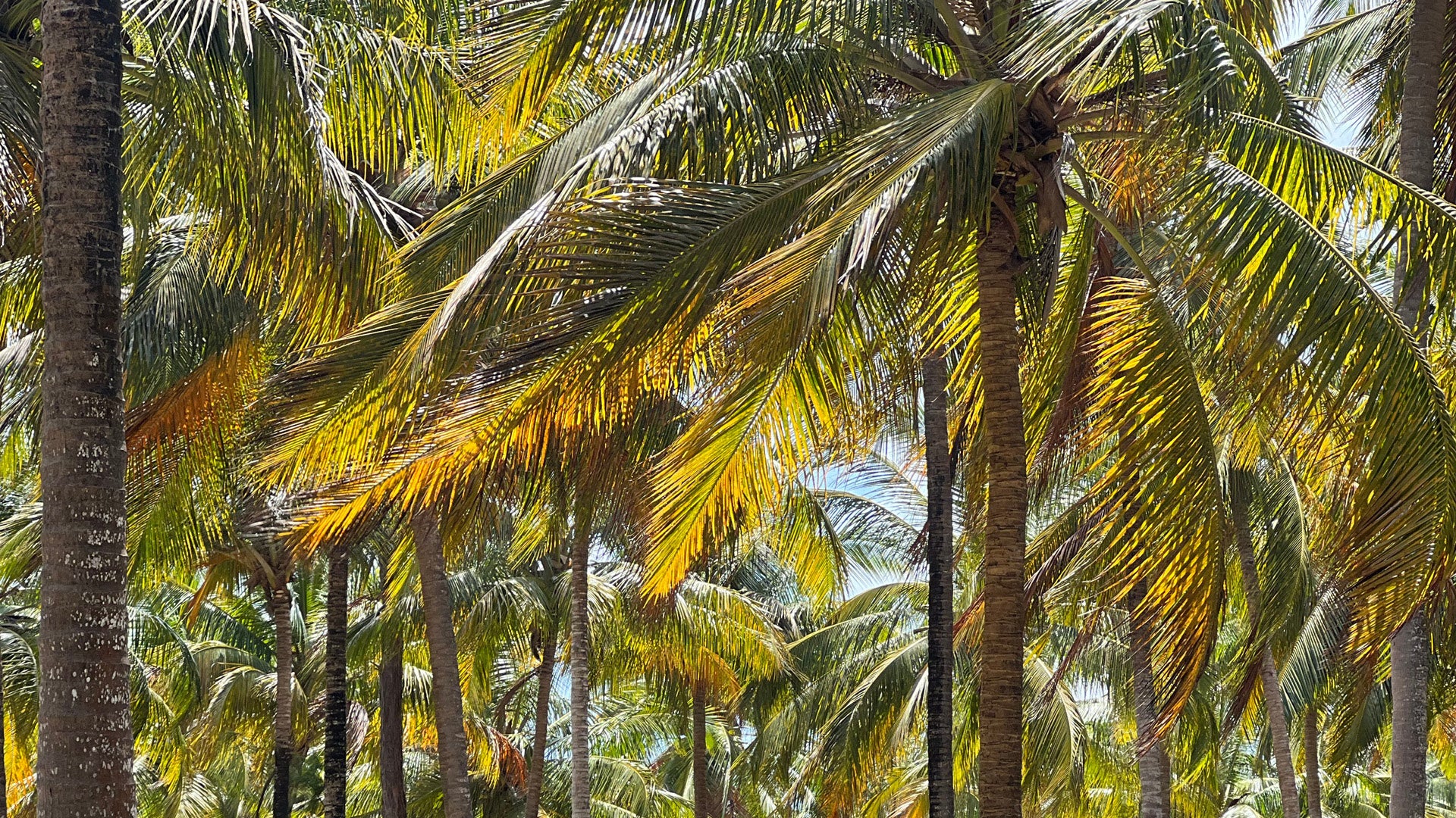 Tops of coconut trees waving in wind.