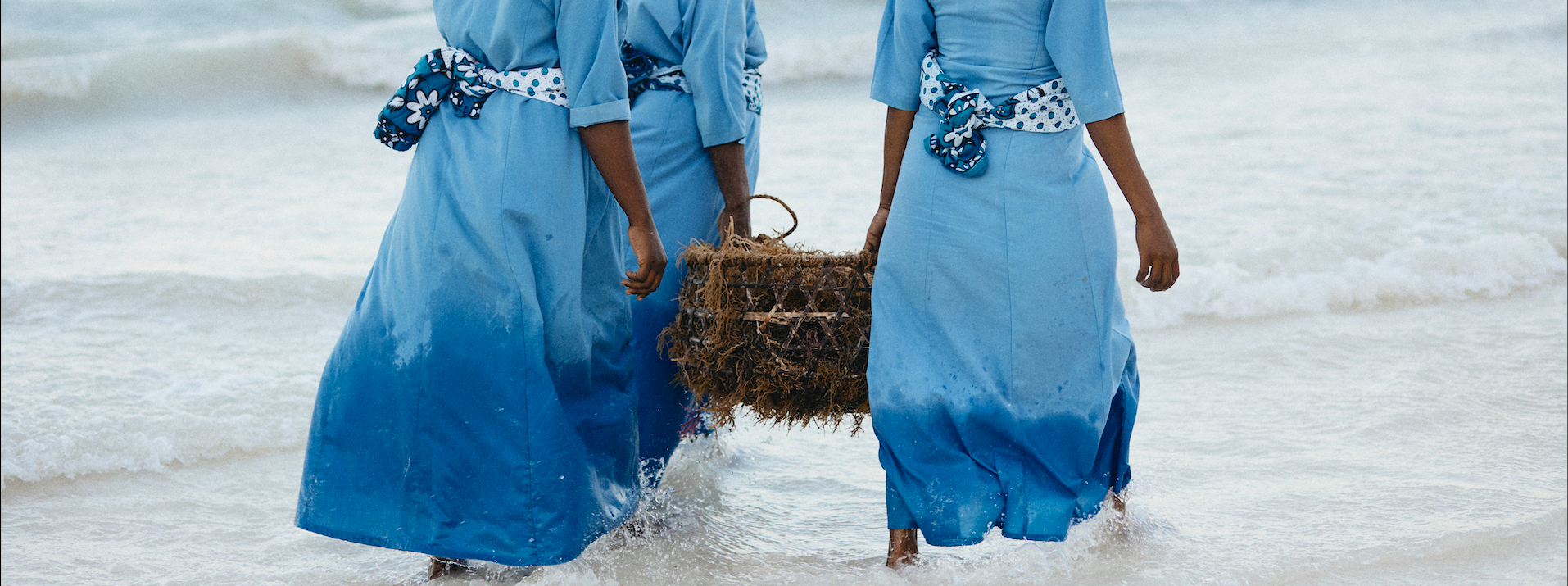 Close up view of three Mwani Zanzibar Mamas carrying a basket of seaweed in the ocean.