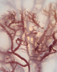 Image of pink seaweed in a tray of liquid.