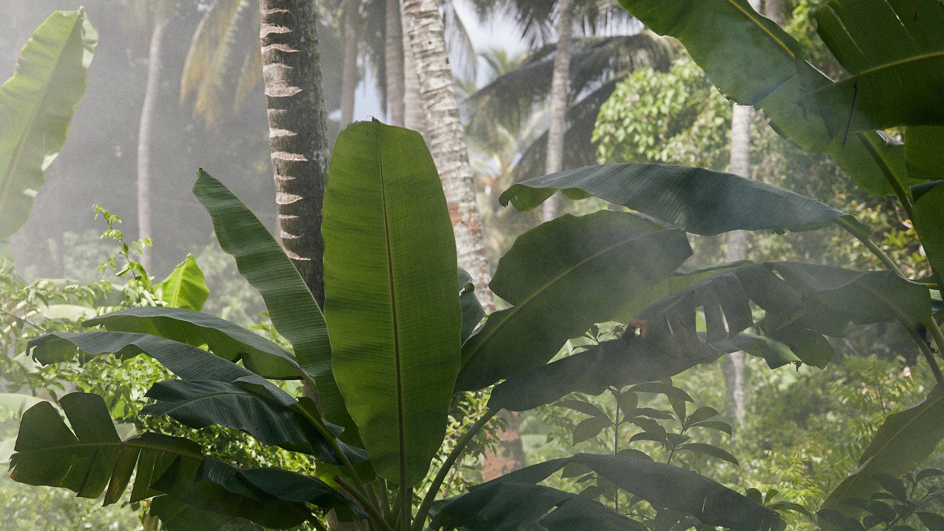 Lush plants with in a forest and midst.