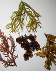 Aerial view of four different types of seaweed.