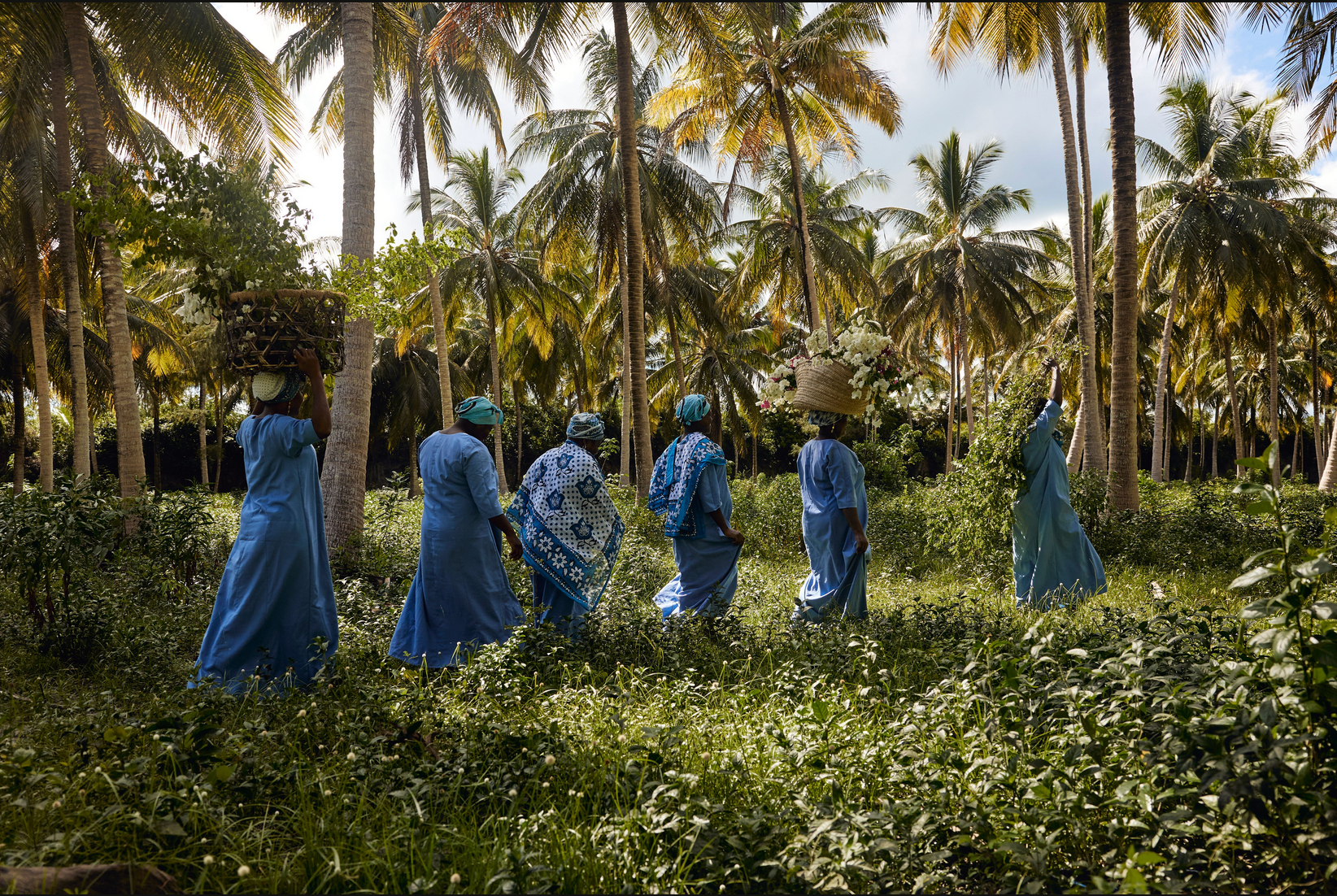 Mwani Zanzibar Mamas carrying harvest though a forest.